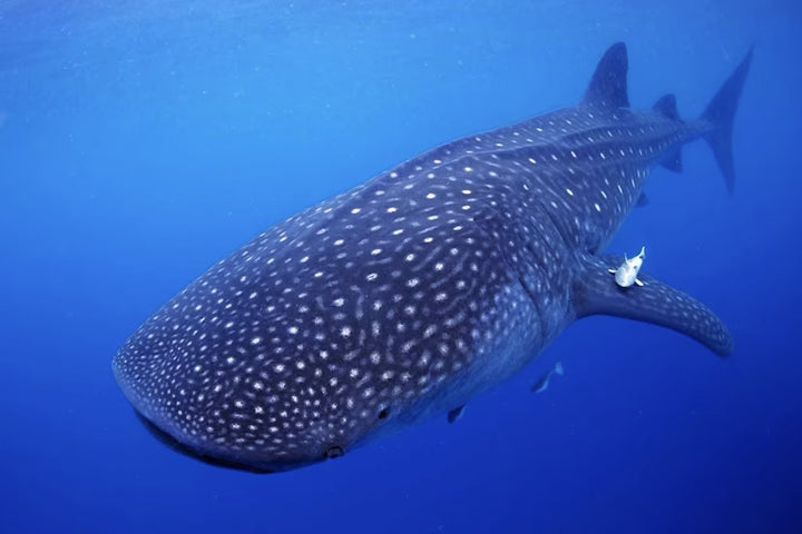 Swim With Whale Sharks in Cabo - La Paz