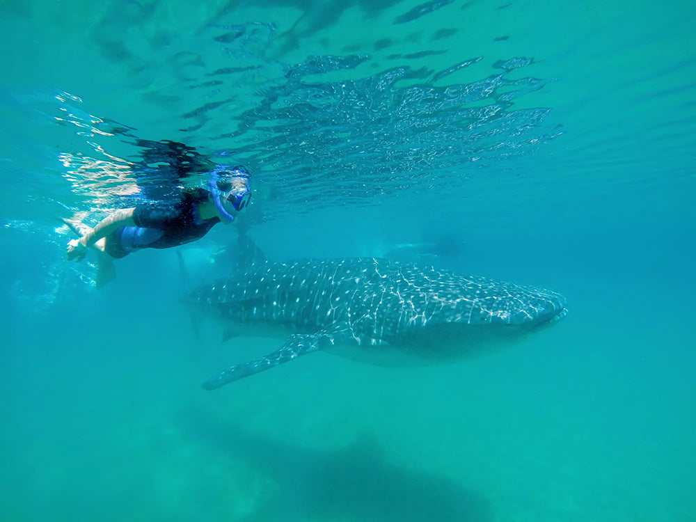 Swim With Whale Sharks in Cabo - La Paz