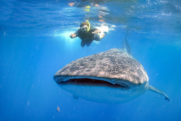 Swim With Whale Sharks in Cabo - La Paz