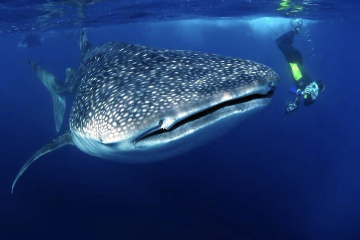 Swim With Whale Sharks in Cabo - La Paz