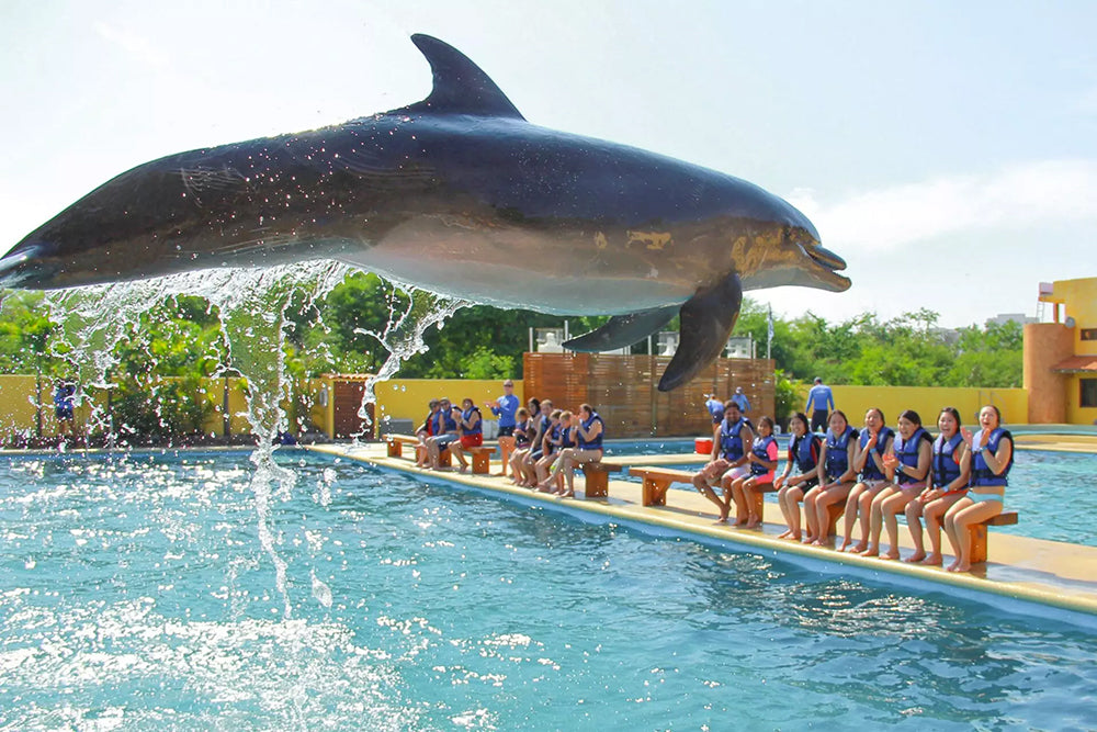 Swim With Dolphins - The Signature Swim