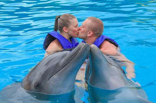 Swim With Dolphins in Cabo - Signature Swim
