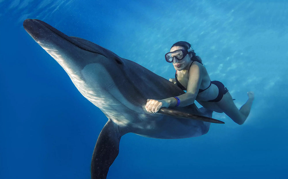 Swim With Dolphins in Cabo - Signature Swim