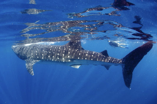 Swim With Whale Sharks in Cabo - La Paz